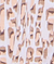 Ikat Leo Natural