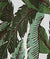 Banana Palms