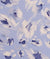 Blue Leopard